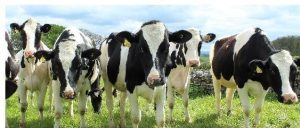 Badger Dairy Insight Webinar Series