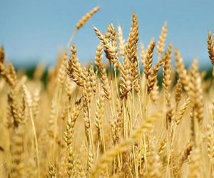 THE VALUE OF GRAIN CROP ROTATIONS